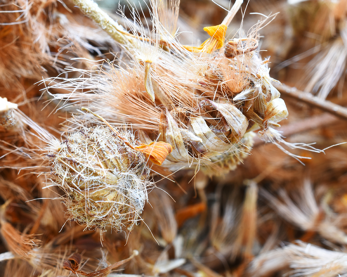 A close up image of dried Arnica flowers in a hand made pottery