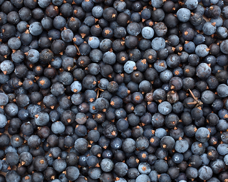 Common juniper berries Juniperus communis